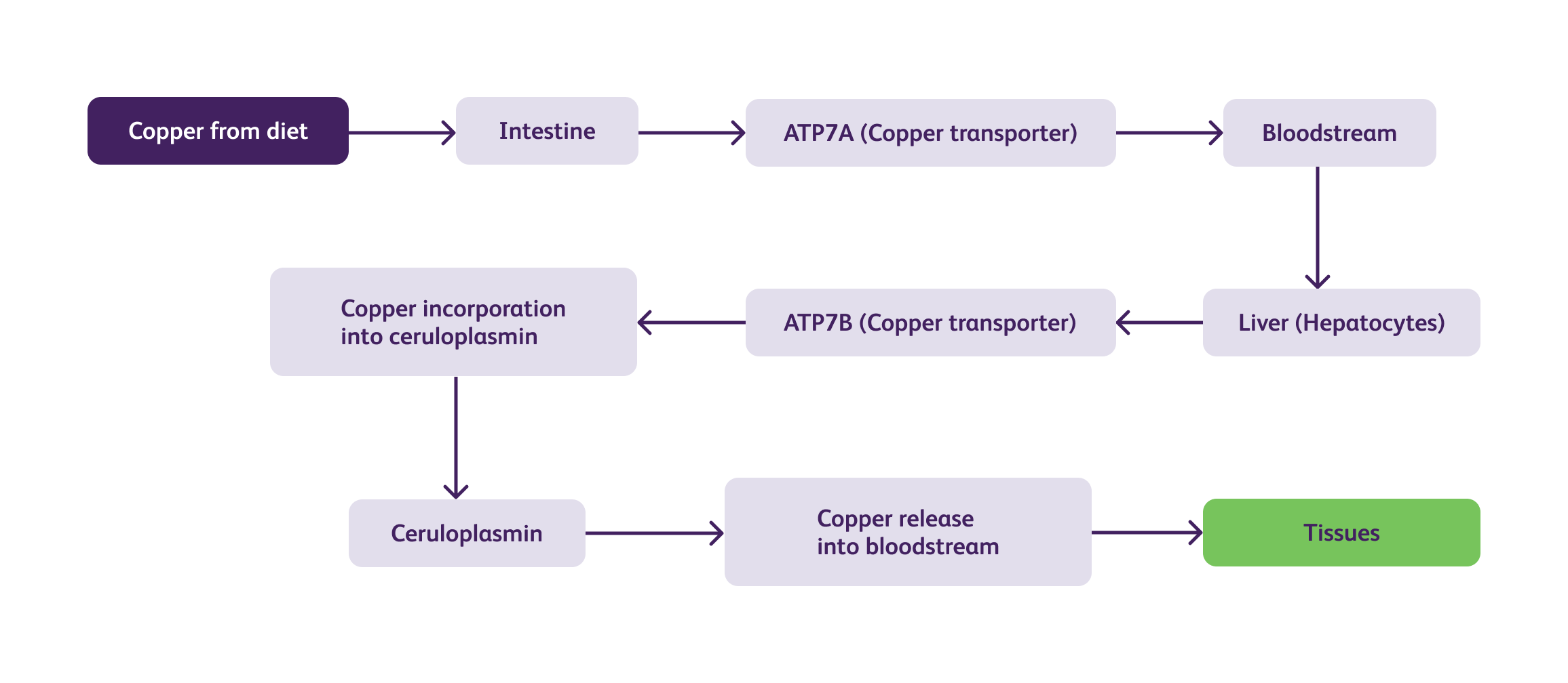 Pathophysiology